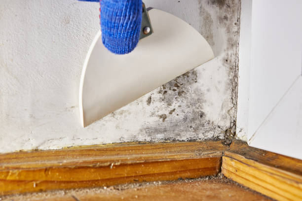 Best Forensic Mold Investigation  in Roland, IA